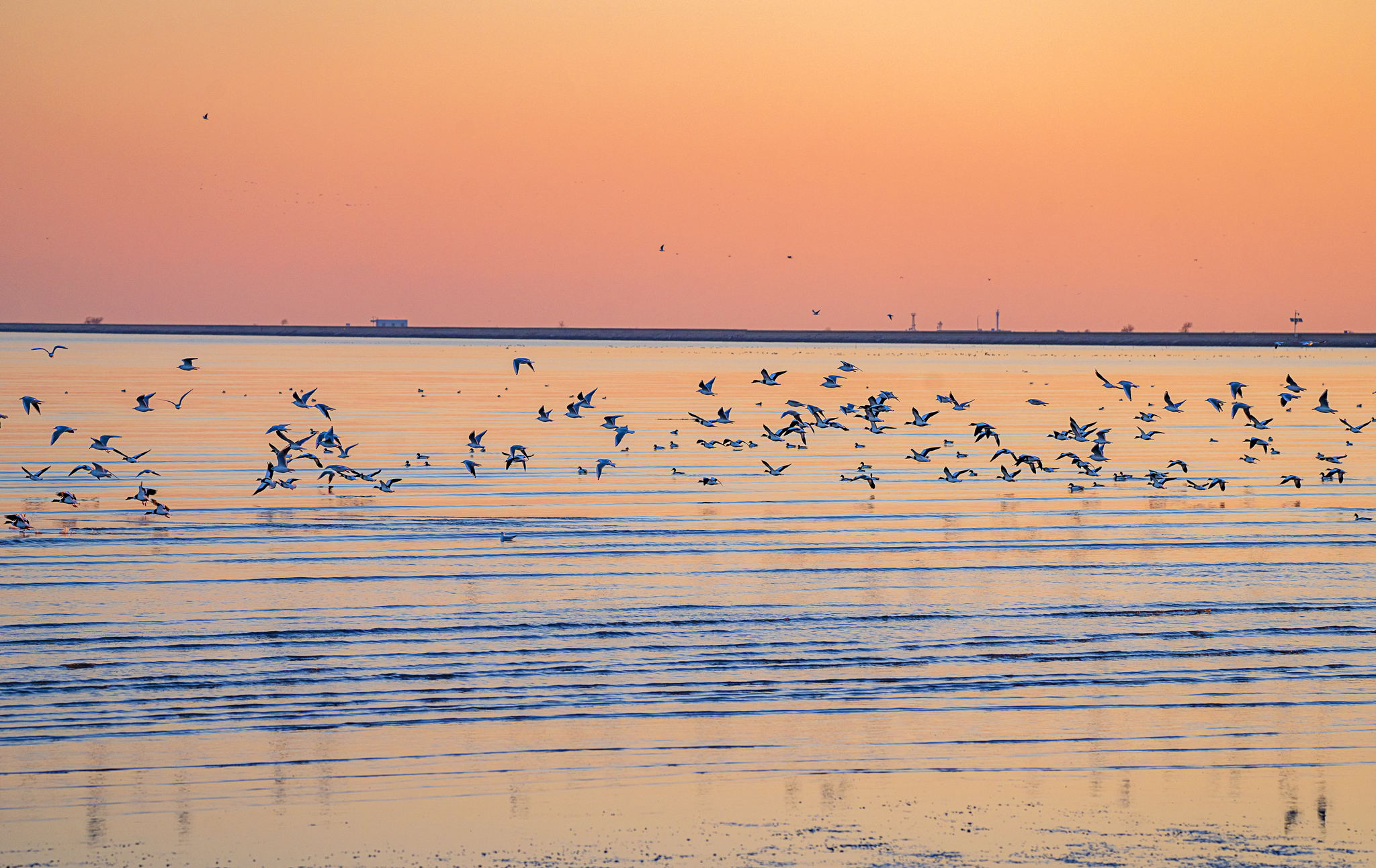 Migratory birds are pictured at the tidal flats of Tianjin's Binhai New Area this December. /CFP