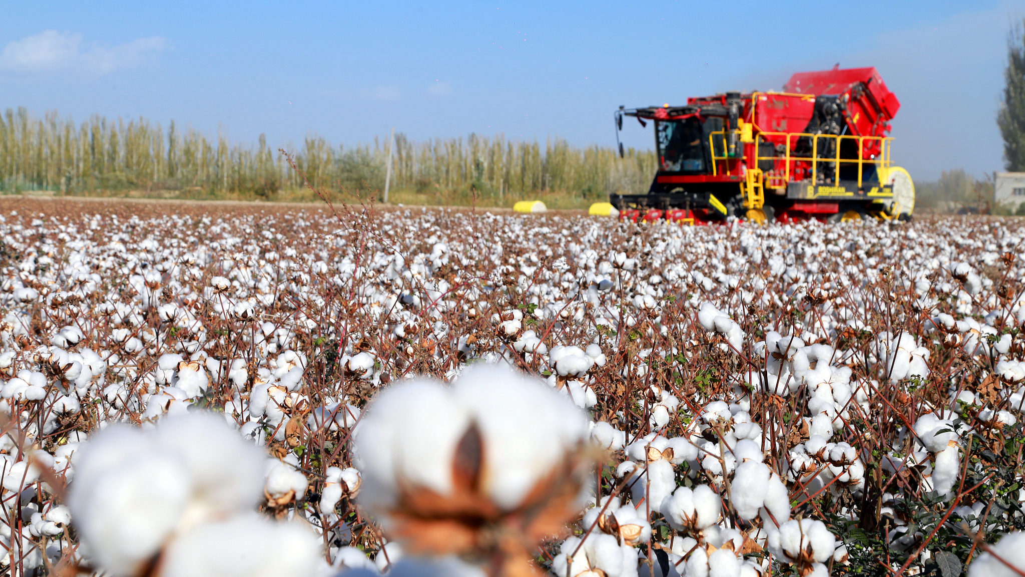 Cotton harvester harvests cotton in Aksu Prefecture, northwest China's Xinjiang Uygur Autonomous Region, October 17, 2024. /CFP