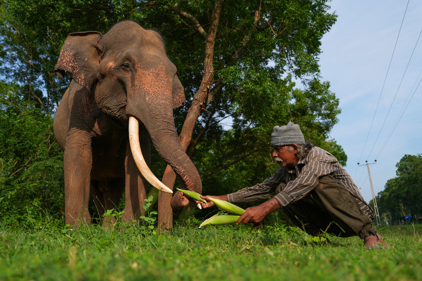 A man feeds corn to a wild tusker in Udawalawe, Sri Lanka on December 1, 2024. /CFP