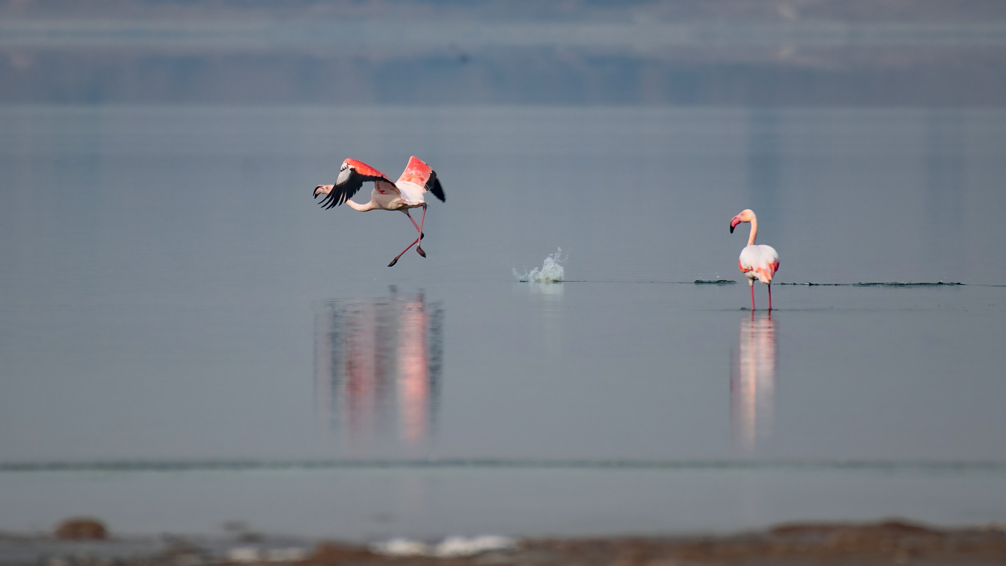 Flamingos are pictured at Yuncheng Salt Lake in Shanxi Province on December 23, 2024. /CFP