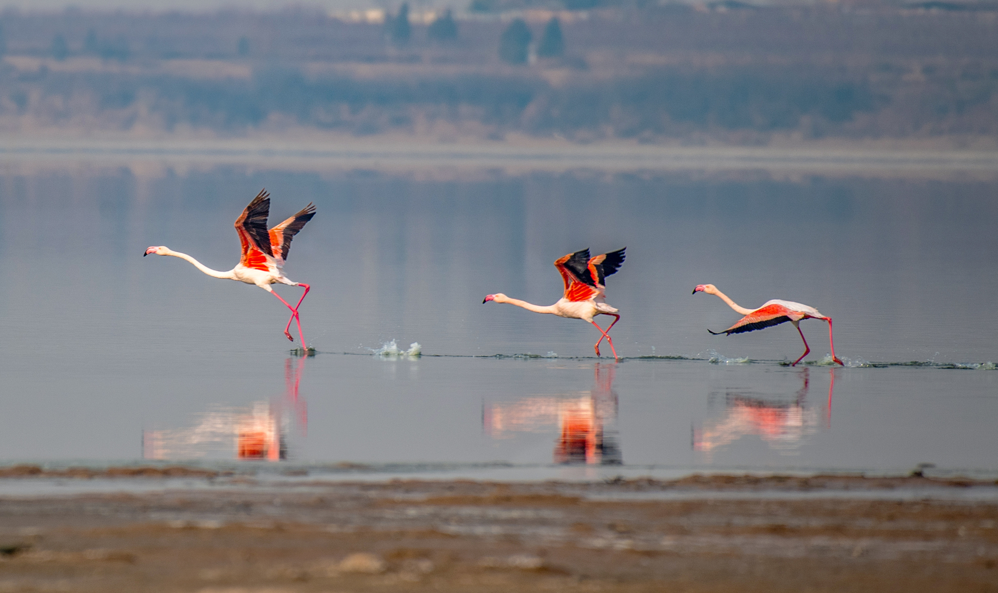 Flamingos are seen at Yuncheng Salt Lake in Shanxi Province on December 23, 2024. /CFP