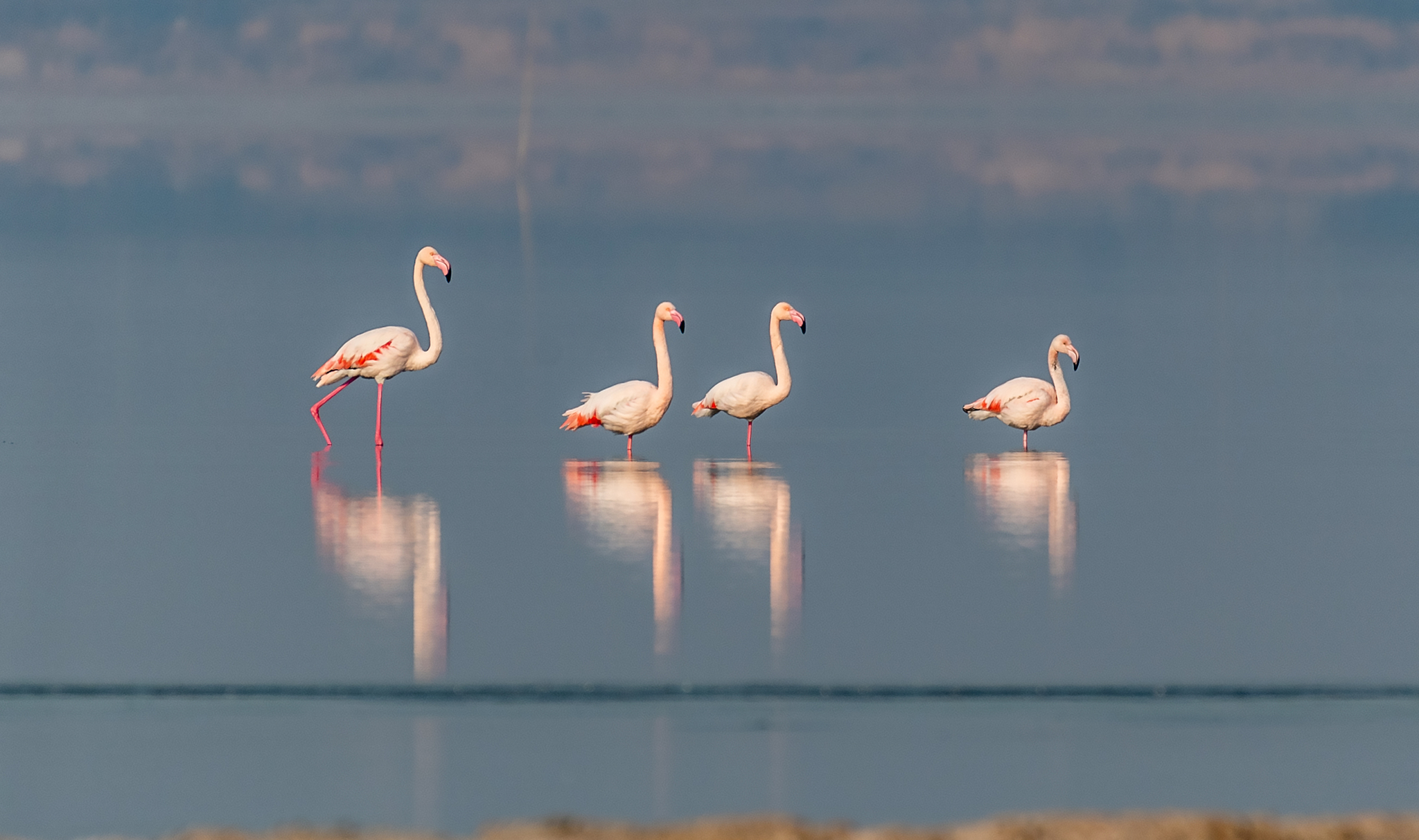 Flamingos are pictured at Yuncheng Salt Lake in Shanxi Province on December 23, 2024. /CFP