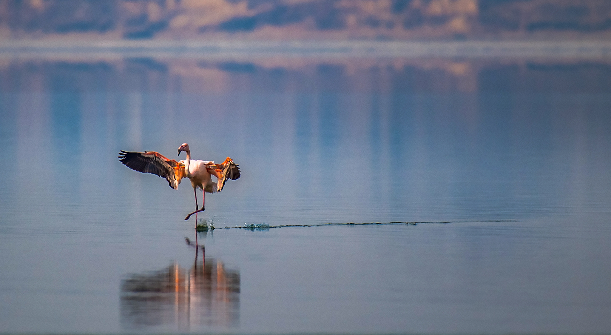 A flamingo is pictured spreading its wings at Yuncheng Salt Lake in Shanxi Province on December 23, 2024. /CFP