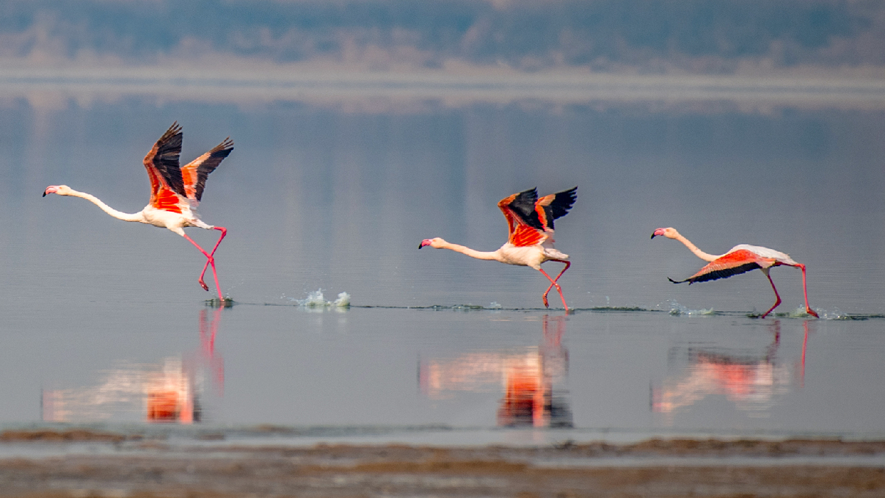 Flamingos winter at Yuncheng Salt Lake in Shanxi