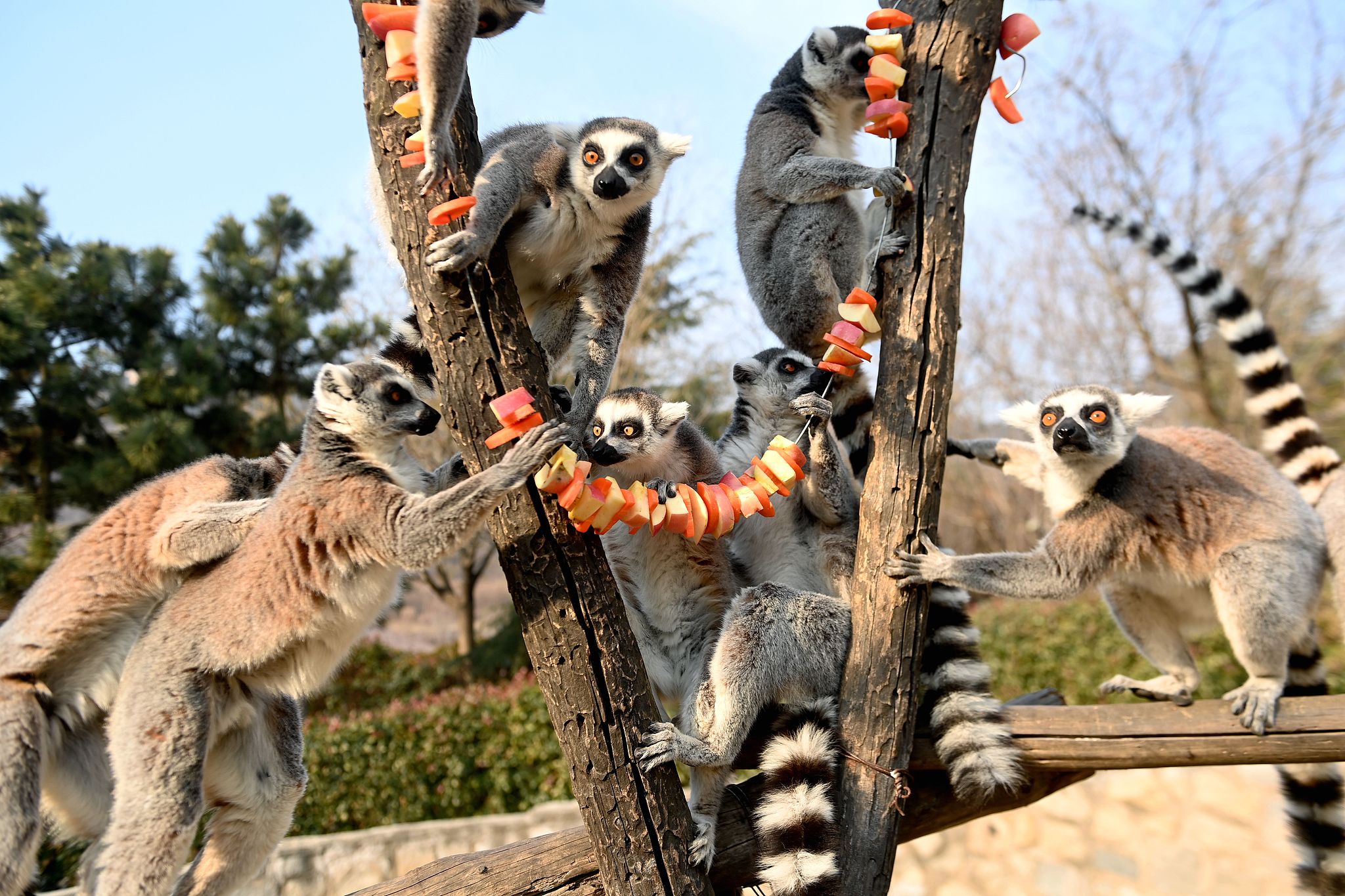 Ring-tailed lemurs enjoy snacks prepared by zookeepers at the Qingdao Forest Wildlife World in Shandong Province, December 25, 2024. /CFP