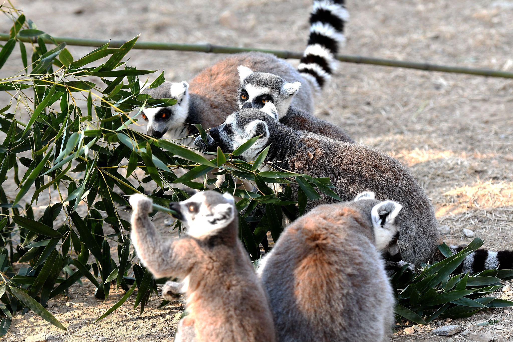 Ring-tailed lemurs enjoy bamboos prepared by zookeepers at the Qingdao Forest Wildlife World in Shandong Province, December 25, 2024. /CFP