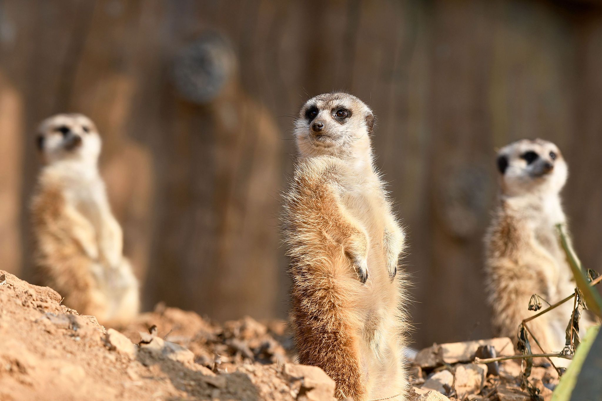 Meerkats enjoy the sunlight at the Qingdao Forest Wildlife World in Shandong Province, December 25, 2024. /CFP