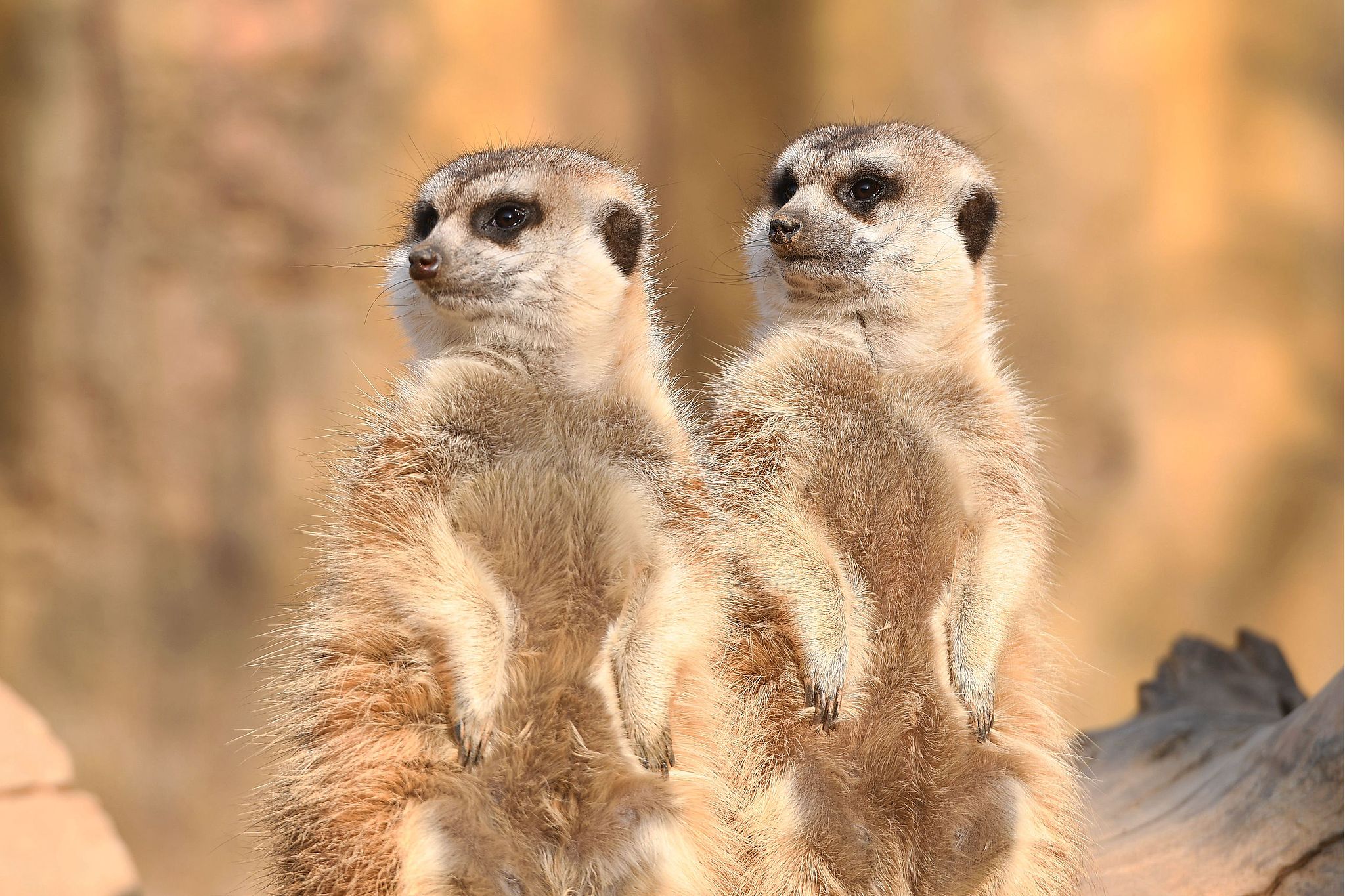 Meerkats line up to enjoy the sunlight at the Qingdao Forest Wildlife World in Shandong Province, December 25, 2024. /CFP