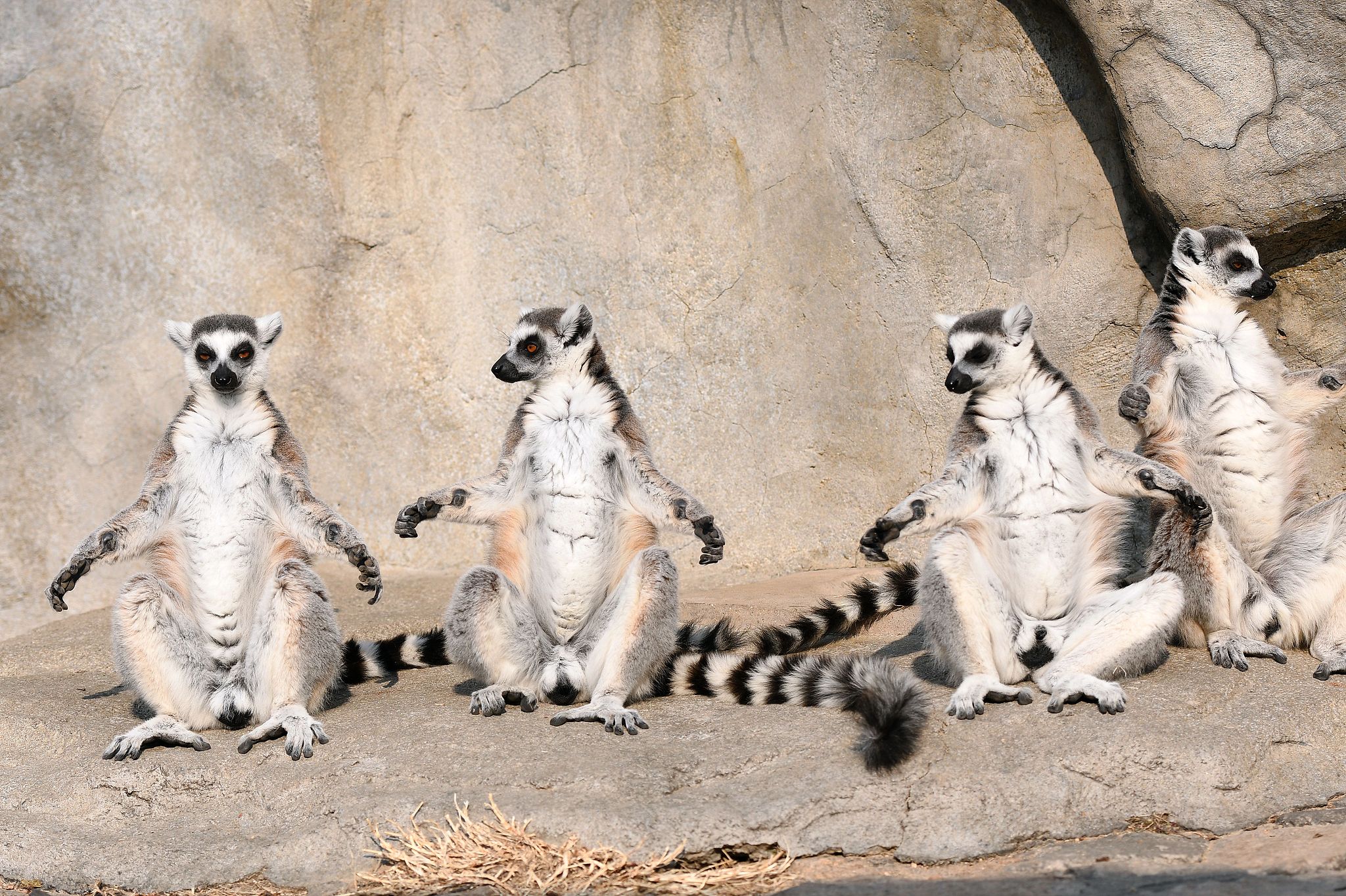 Ring-tailed lemurs line up to enjoy the sunlight at the Qingdao Forest Wildlife World in Shandong Province, December 25, 2024. /CFP