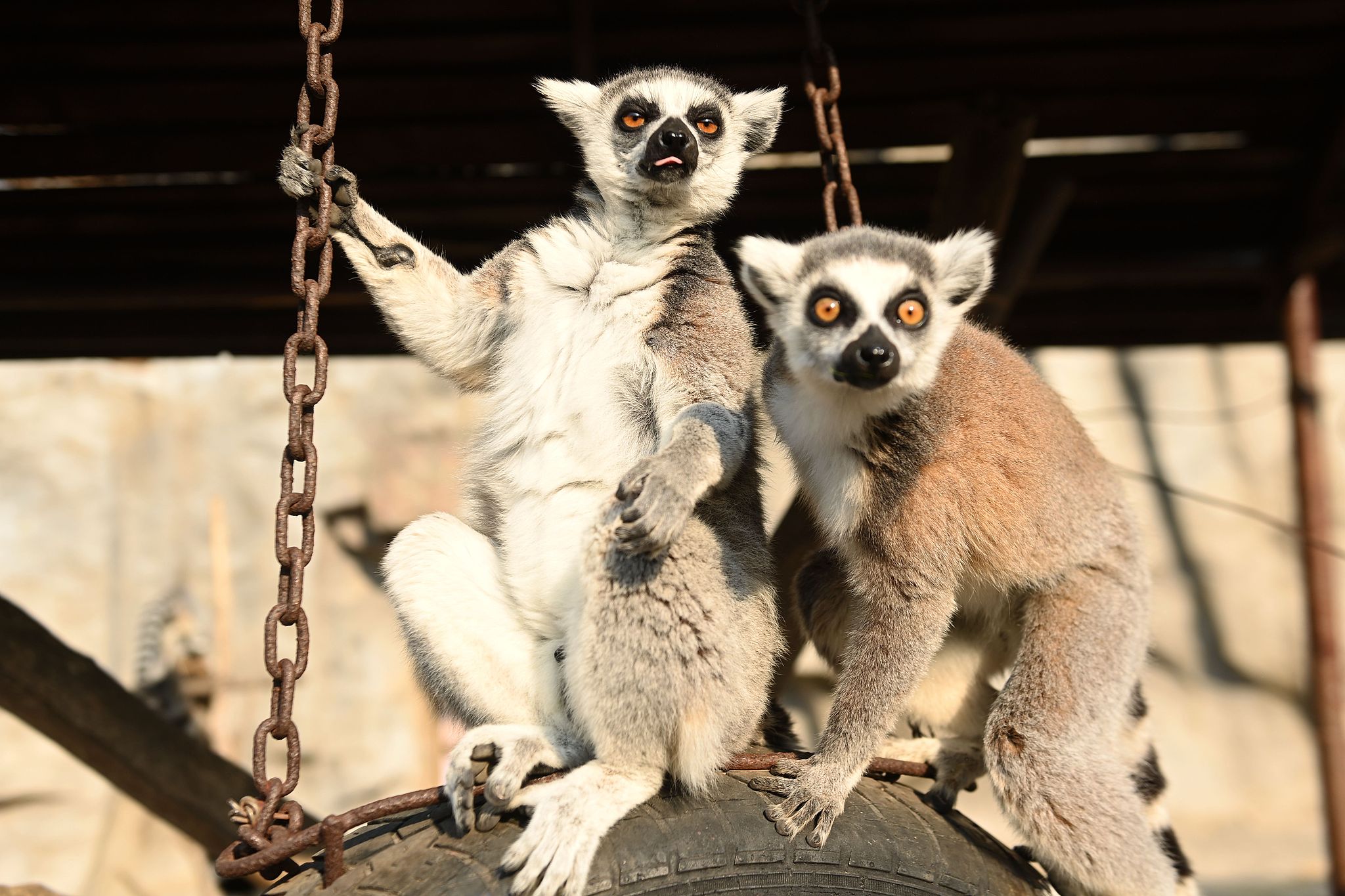 Ring-tailed lemurs enjoy the sunlight at the Qingdao Forest Wildlife World in Shandong Province, December 25, 2024. /CFP