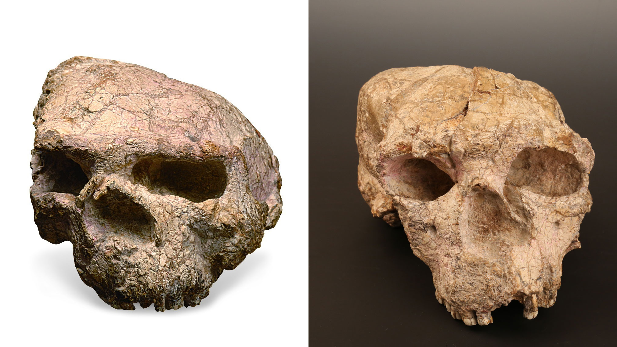 The fossilized skulls of 