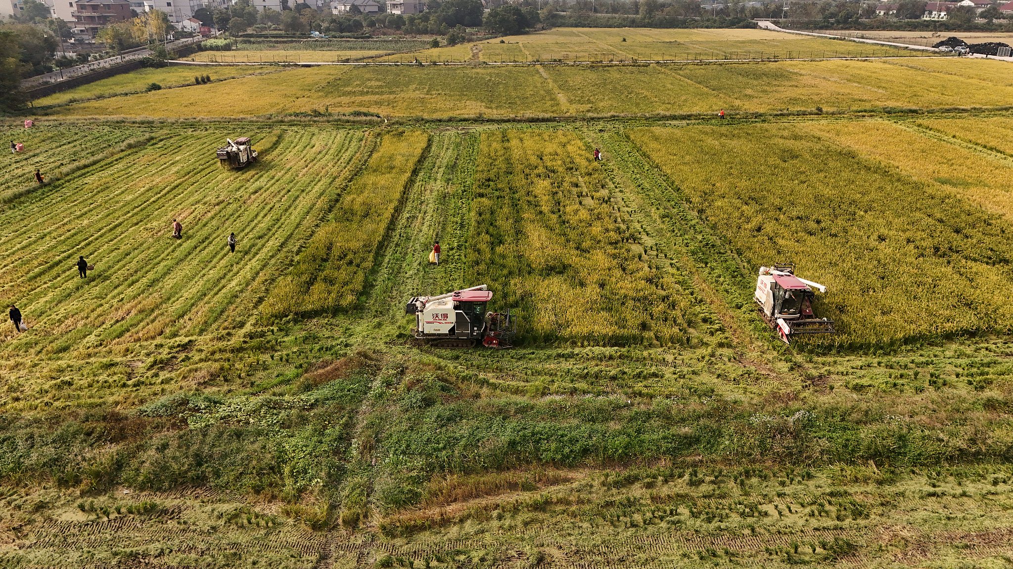 Farmers harvest rice in east China's Zhejiang Province, November 22, 2024. /CFP