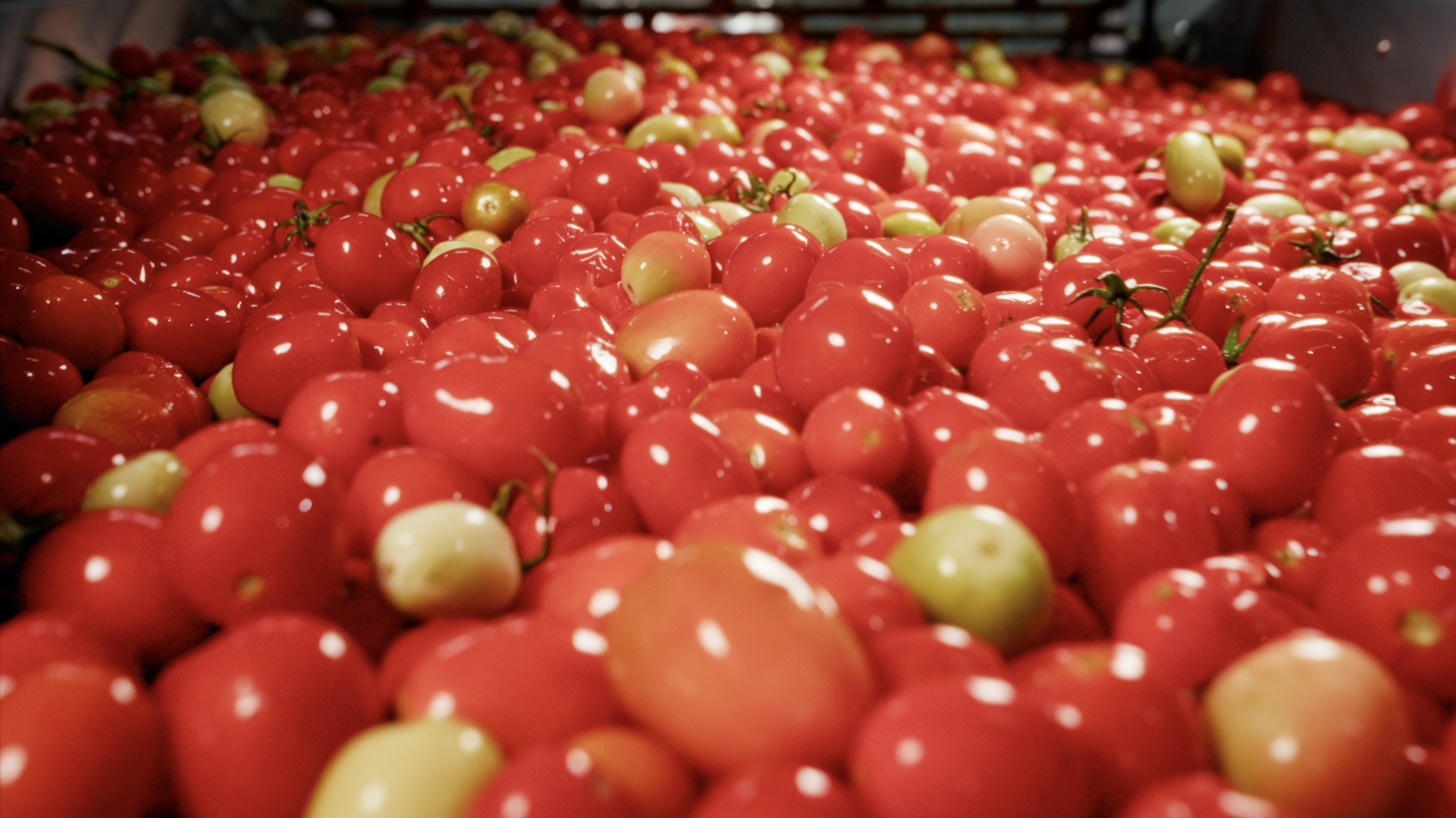 The smart way to plant tomatoes