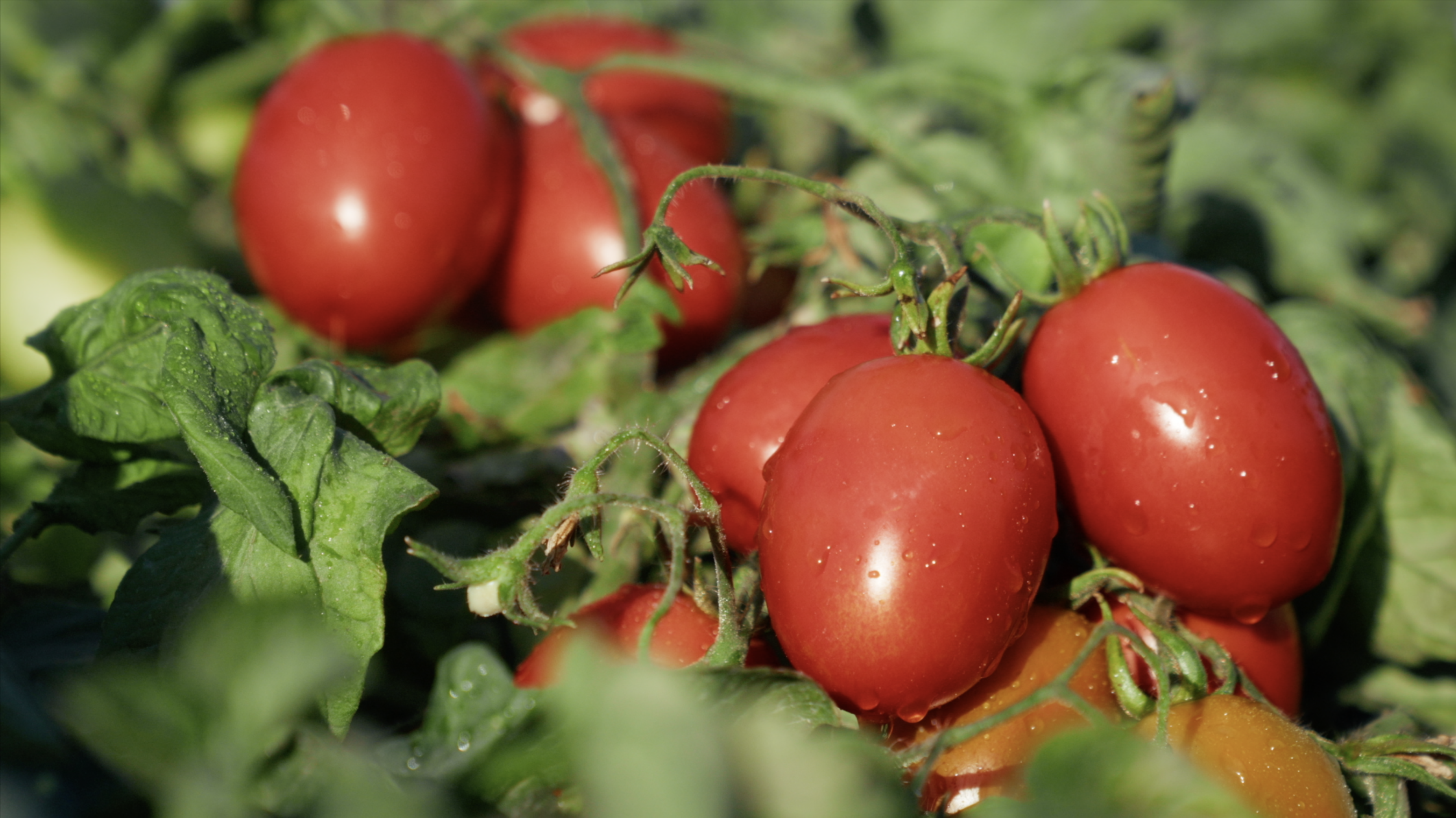 The smart way to plant tomatoes