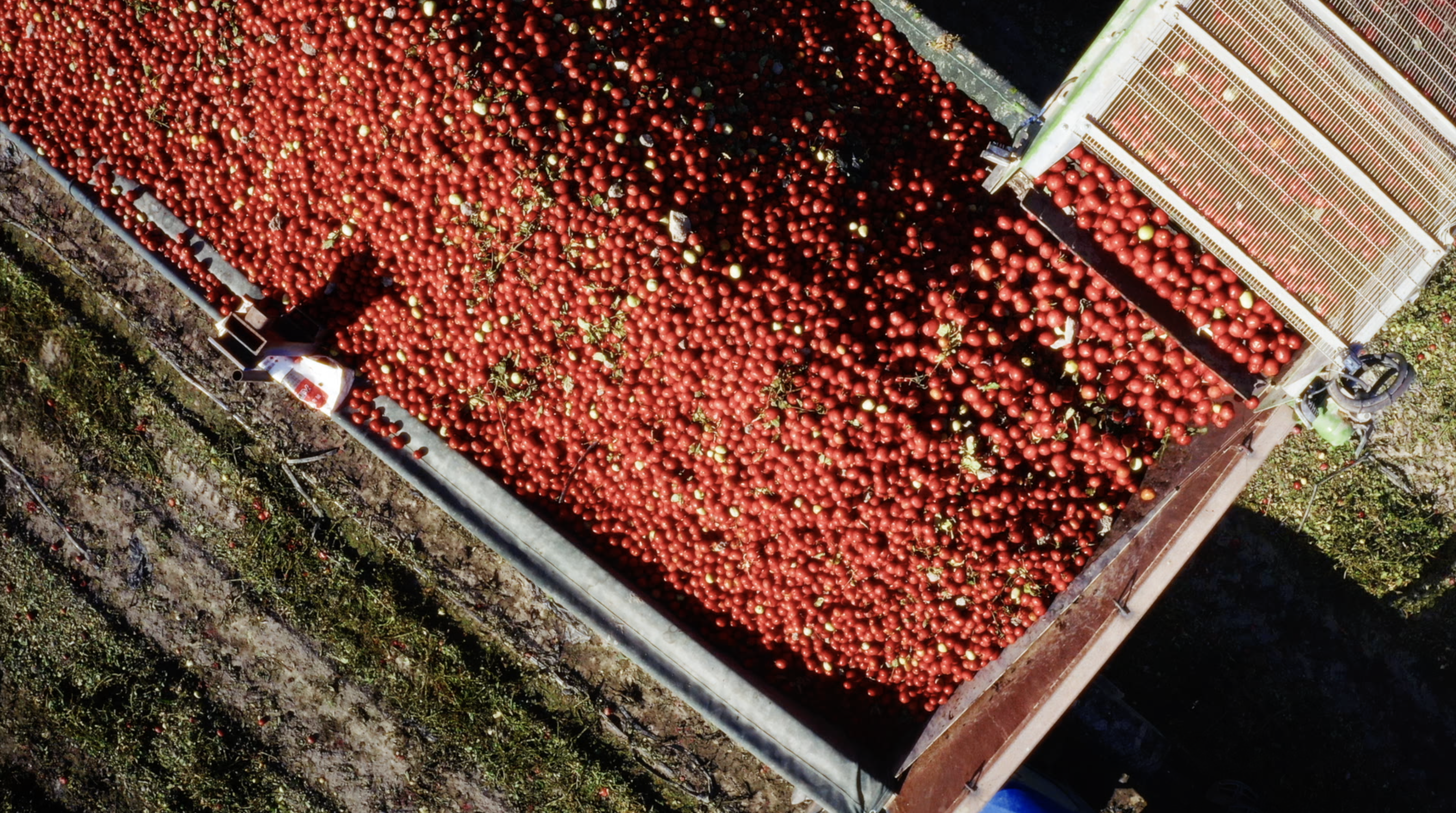 The smart way to plant tomatoes