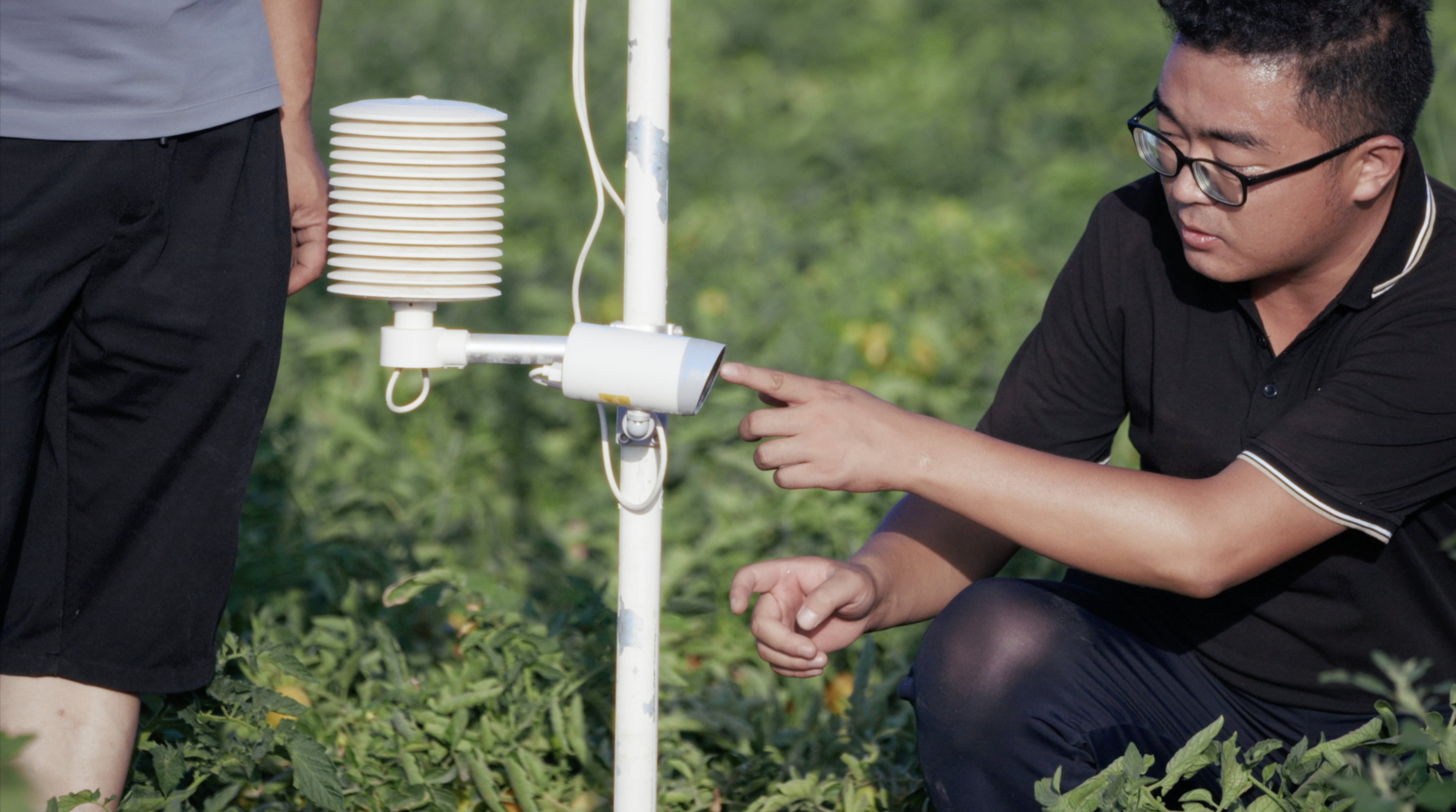 The smart way to plant tomatoes