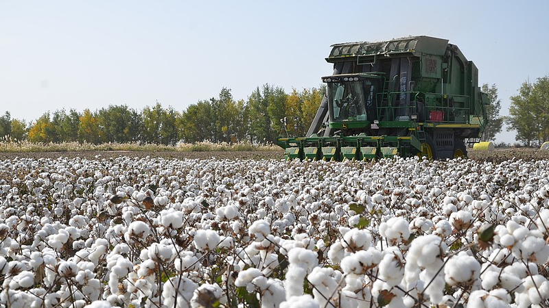 File photo: A machine harvests cotton in a field in Alar, northwest China's Xinjiang Uygur autonomous region. /CFP