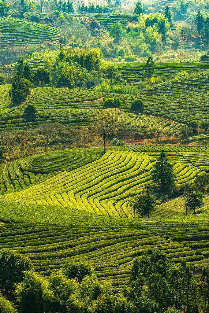 A file photo shows the tea garden of Wuyi Mountain in Fujian Province, China. /CFP