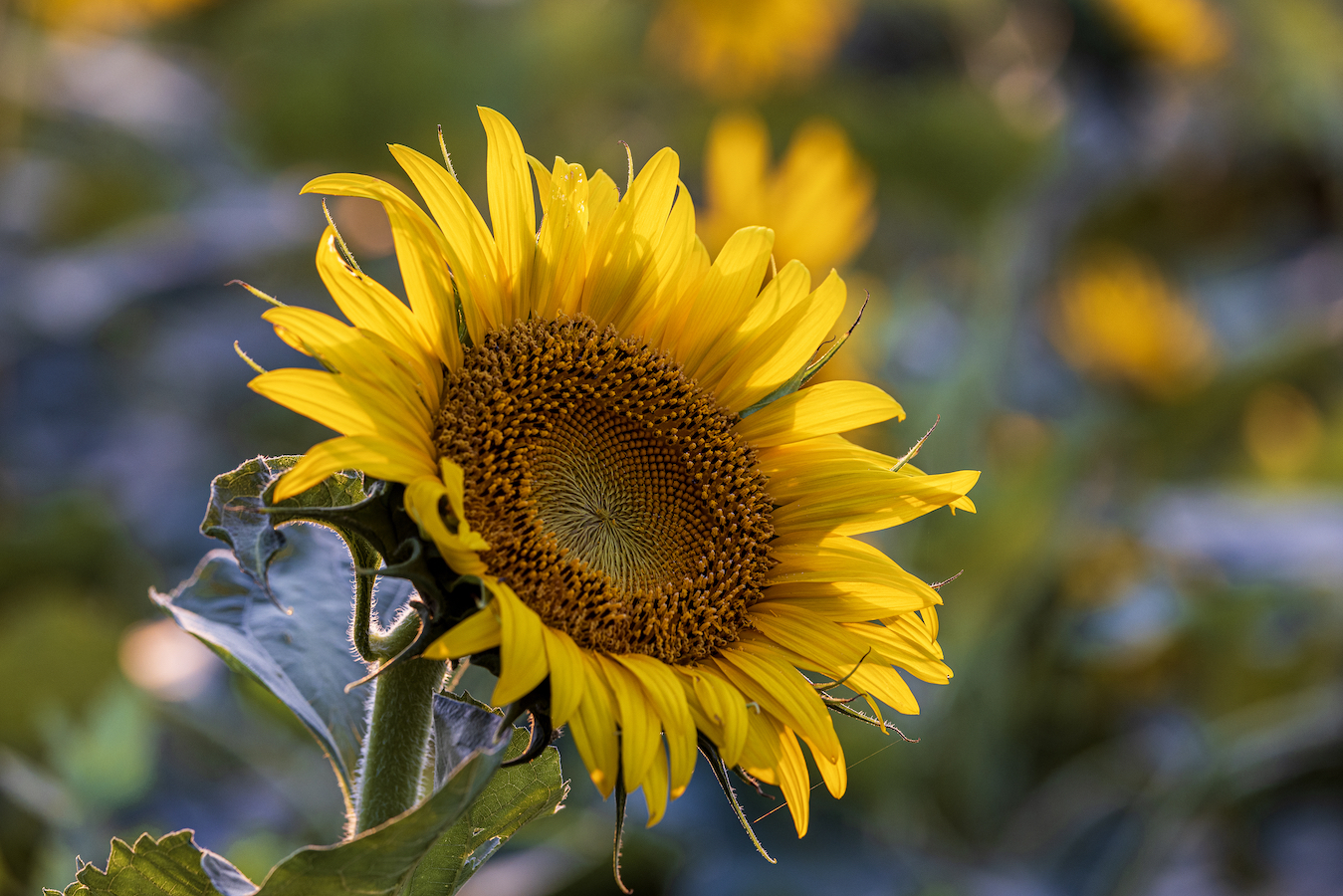 Sunflowers at the Nanyuan Forest and Wetland Park in Beijing, China, July 20, 2024. /CFP