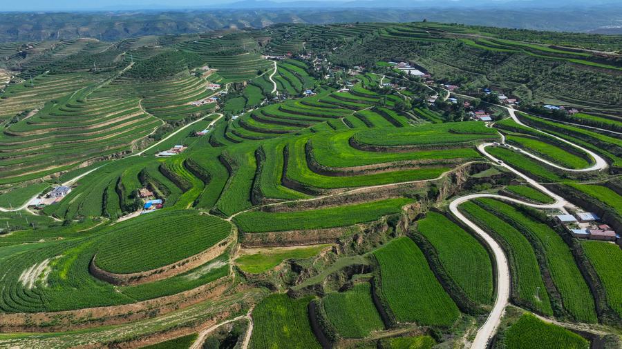 A senior World Bank environmental official applauded the transformative efforts of northwest China's Ningxia Hui Autonomous Region in reversing desertification, highlighting China's commitment to green development, Ningxia Hui Autonomous Region, China, December 12, 2024. /Xinhua