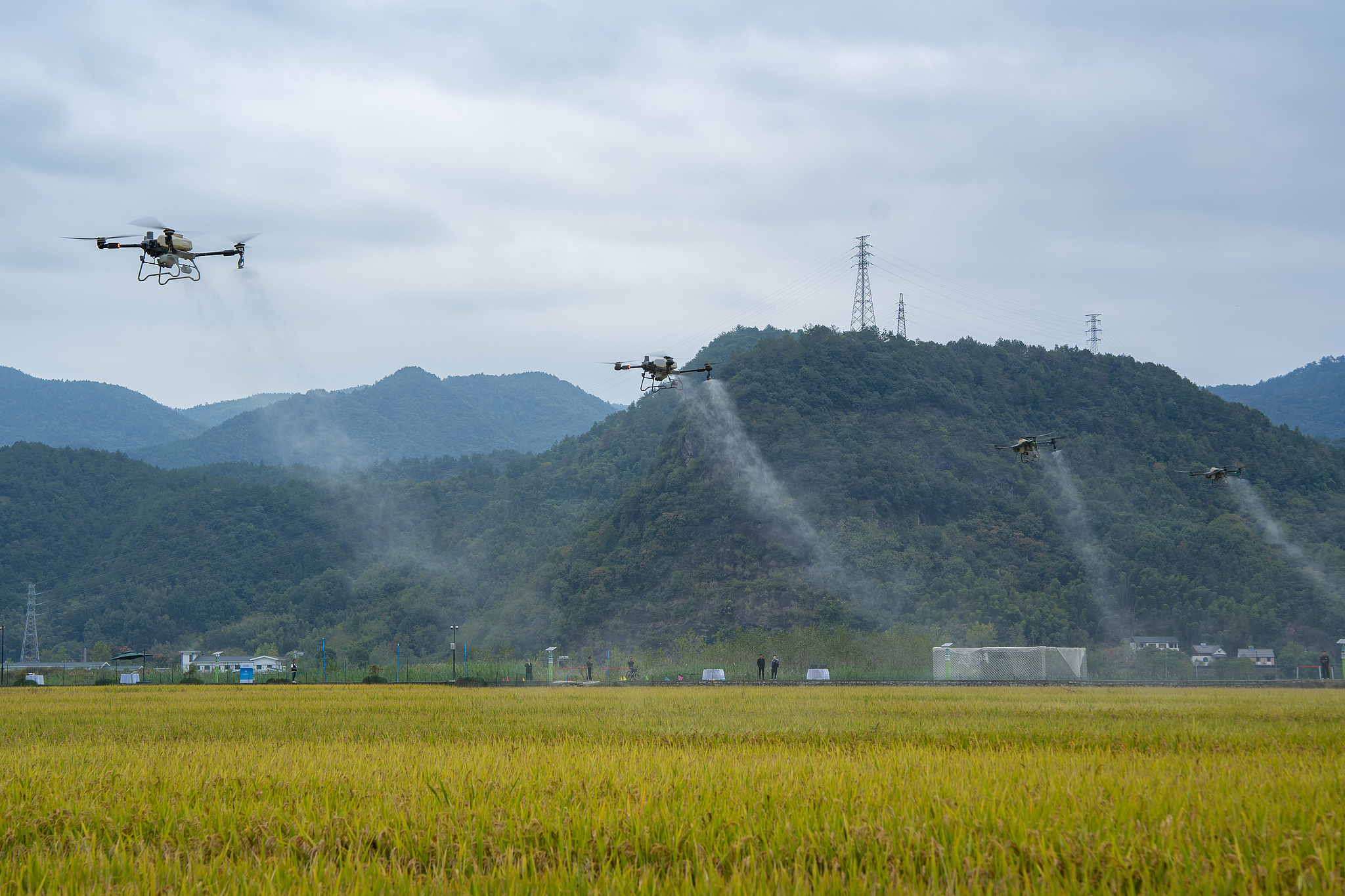 Drones spray pesticides above farmland in Hangzhou City, east China's Zhejiang Province, October 25, 2024. /CFP