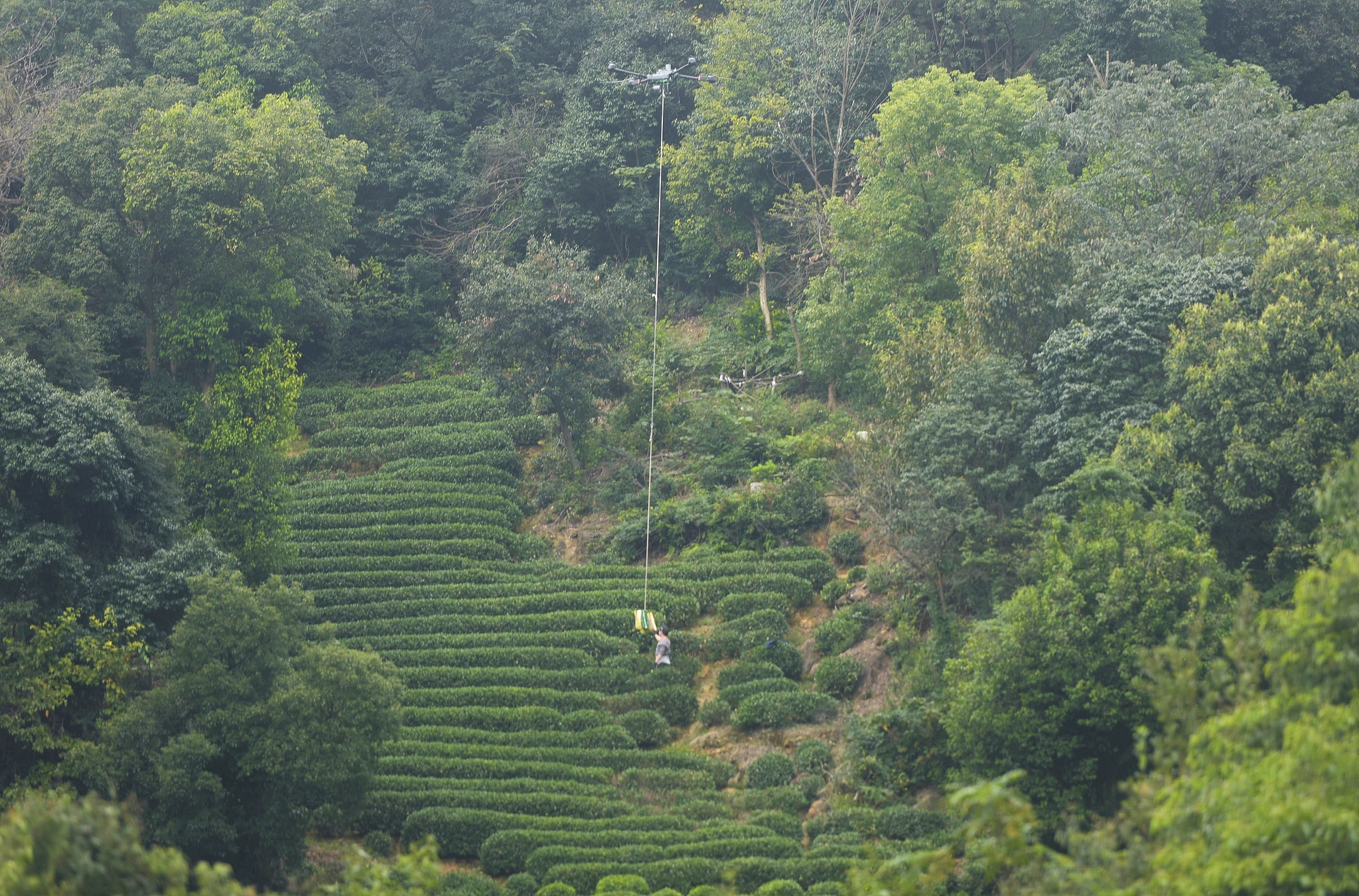 A DJI T60 agricultural drone transports fertilizer over a tea estate near Hangzhou City, east China's Zhejiang Province, November 7, 2024. /CFP