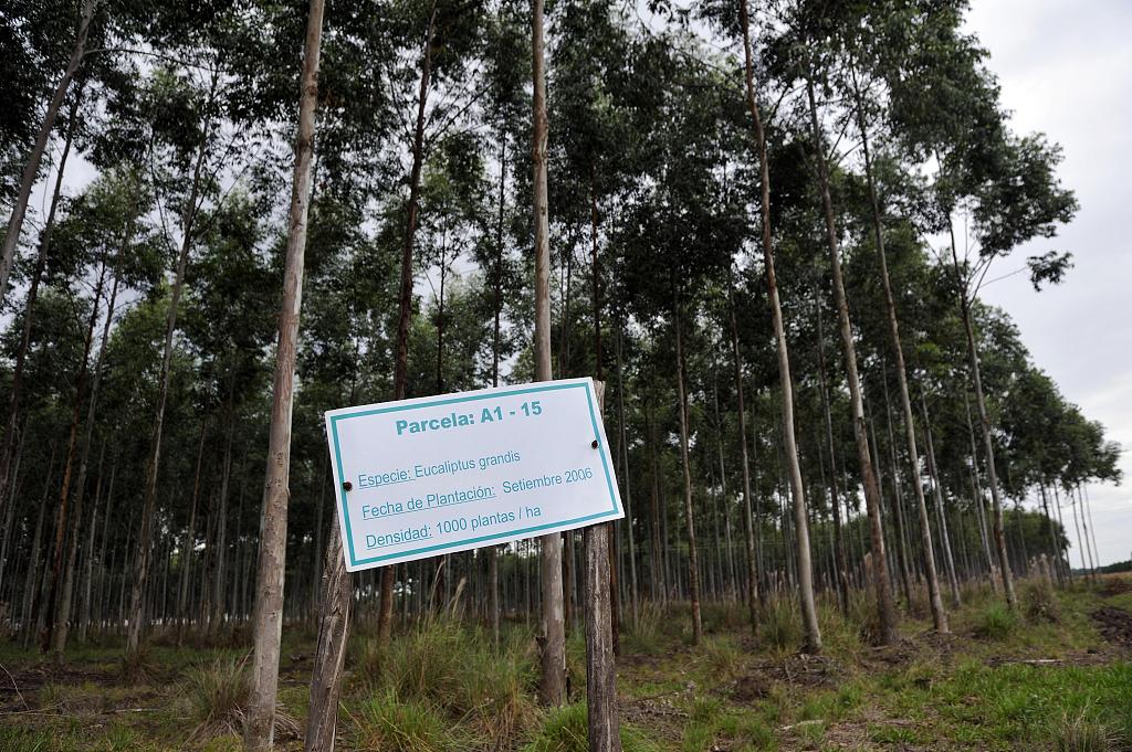 Eucalyptus grandis is commonly known as the flooded gum or rose gum. /CFP