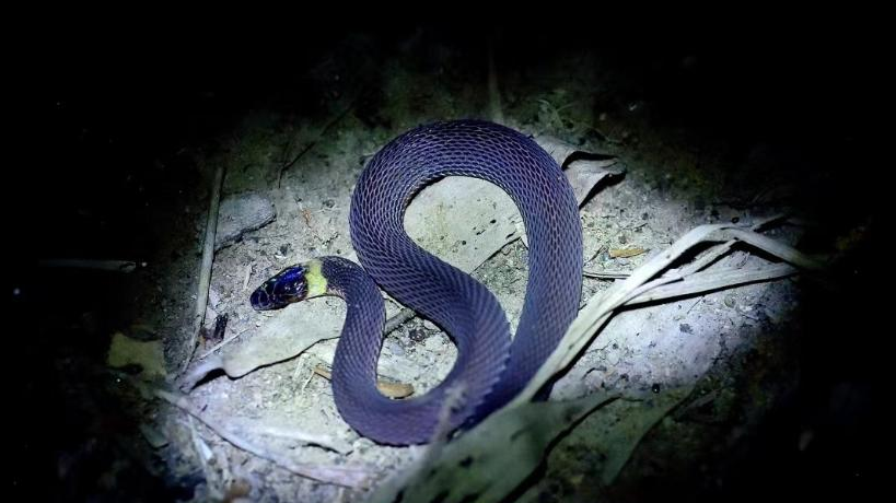 This undated photo shows Achalinus nanshanensis in central China