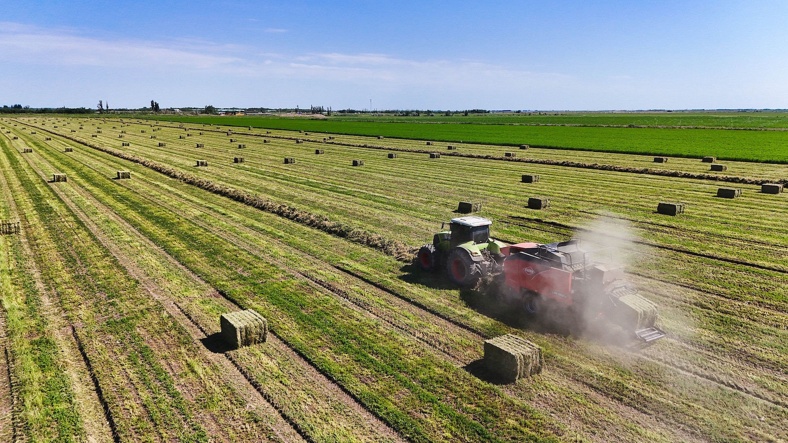 Medicks are harvested in Changji Hui Autonomous Prefecture, Xinjiang, June 9, 2024. /CFP