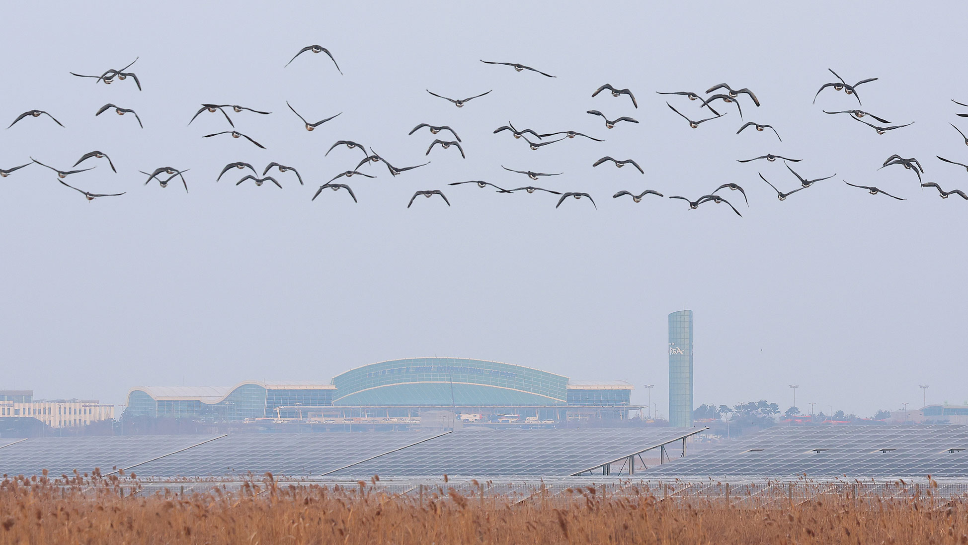 Birds fly above the Muan International Airport, South Korea, January 2, 2025. /CFP