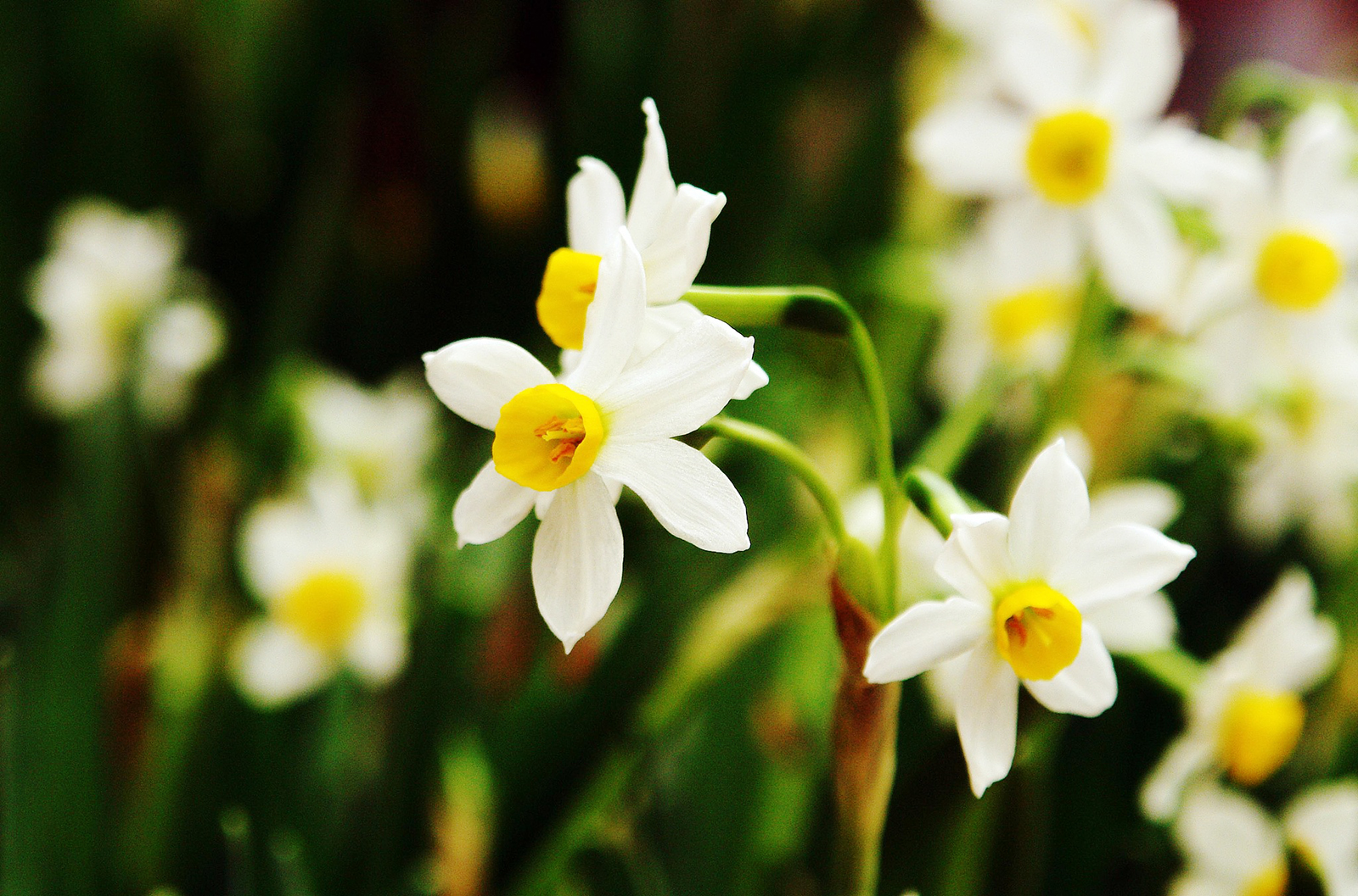 Daffodils begin to bloom in the depths of winter, heralding the arrival of spring. /CFP