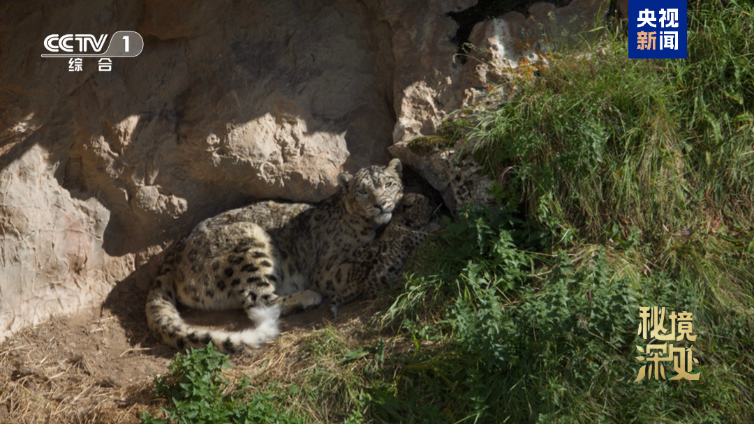 A still from the documentary shows a snow leopard mother teaching her cubs to hunt cooperatively. /China Media Group