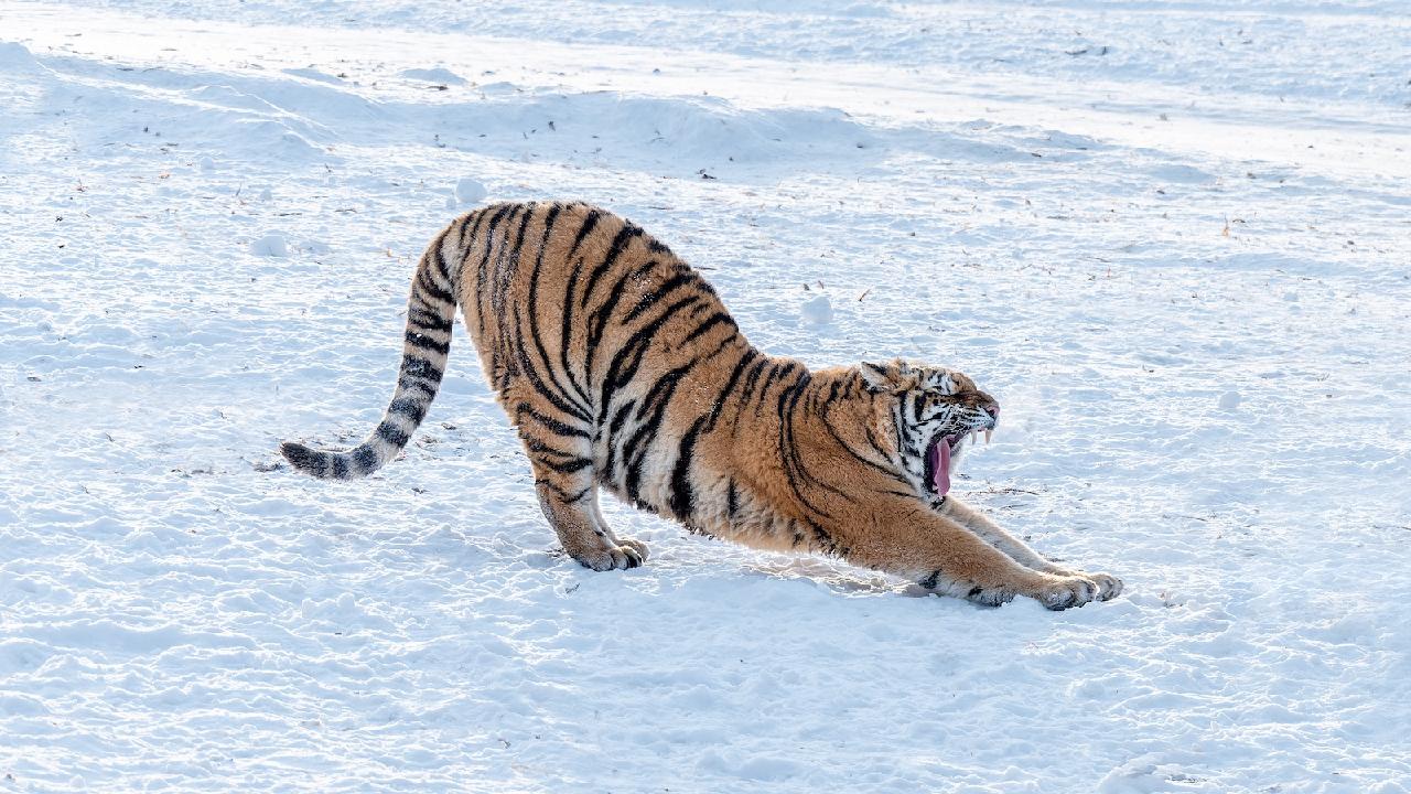 China sets up wildlife center dedicated to the protection of tigers and leopards