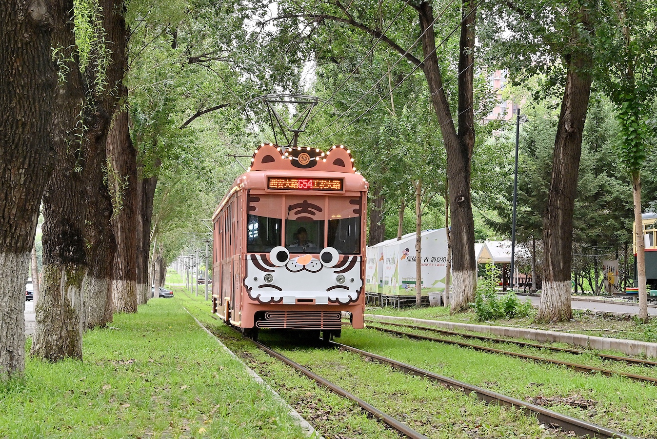 The route 54 tram with a Manchurian tiger theme operates in Changchun City, capital of Jilin Province, August 5, 2024. /CFP