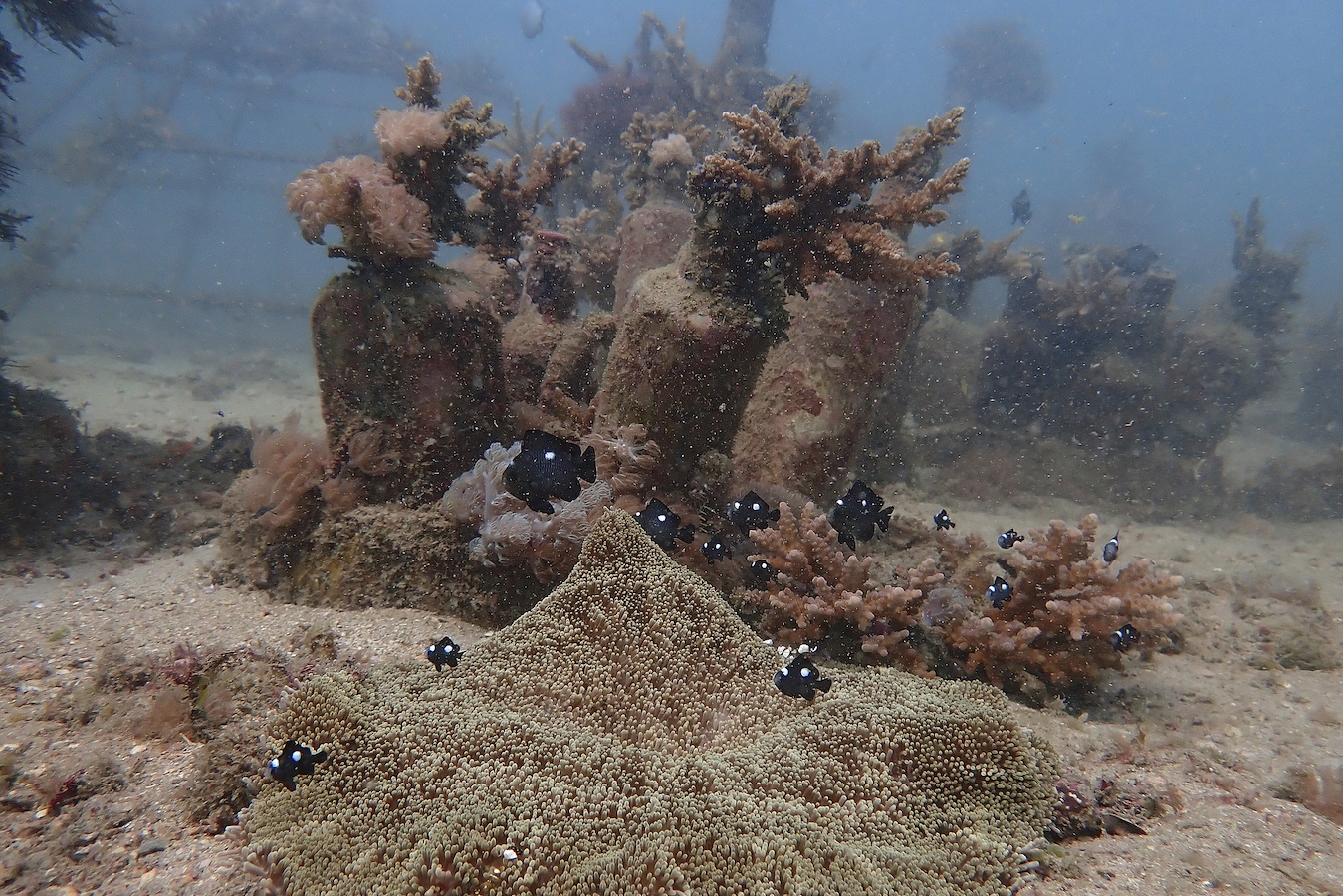 Fish swim around corals near Shimoni, Kenya, June 13, 2022. /CFP