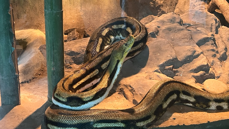 Visitor numbers increase at Beijing Zoo's snake exhibit as the Year of the Snake approaches