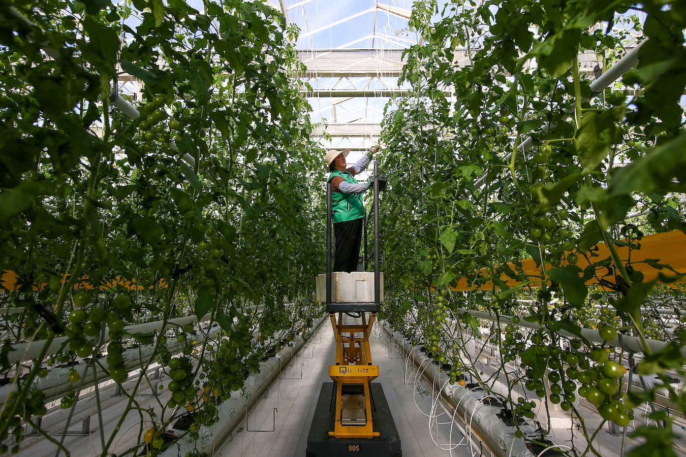 Workers grow tomatoes on the idle rooftops of industrial plants, Jinan City, Shandong Province, east China, November 26, 2024. /CFP