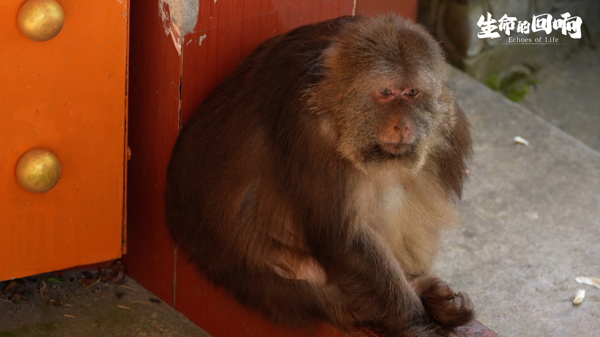 Sitting next to the gate of the temple. 