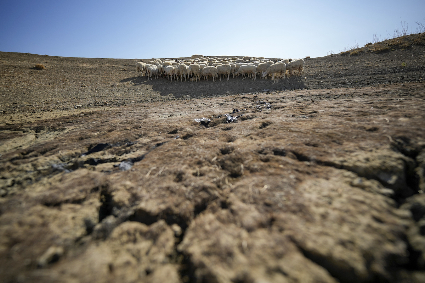 Sheep look for water in a dry pond used by local farms for their livestock in Contrada Chiapparia, central Sicily, Italy, July 19, 2024. /CFP