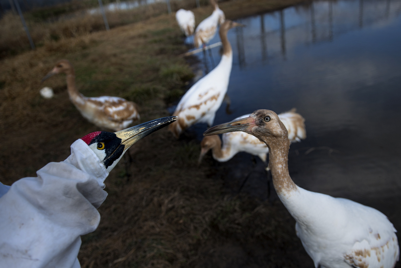 A whooping crane investigates a whooping crane puppet (L) at the Patuxent Wildlife Research Center in Laurel, Maryland, U.S., November 19, 2013. /CFP