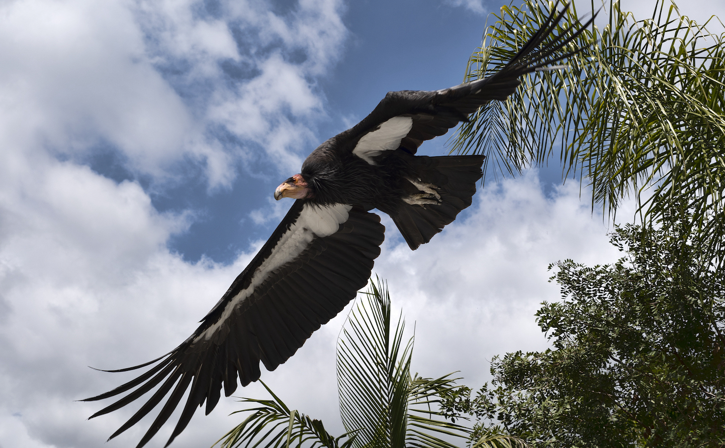 A California condor takes to flight at the Condor habitat at the Los Angeles Zoo, California, U.S., May 2, 2023. /CFP