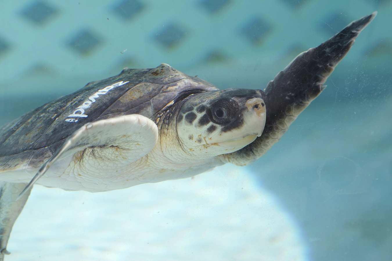 A Kemp's ridley sea turtle swims in a tank at the Loggerhead Marinelife Center in Florida, U.S., December 12, 2023. /CFP