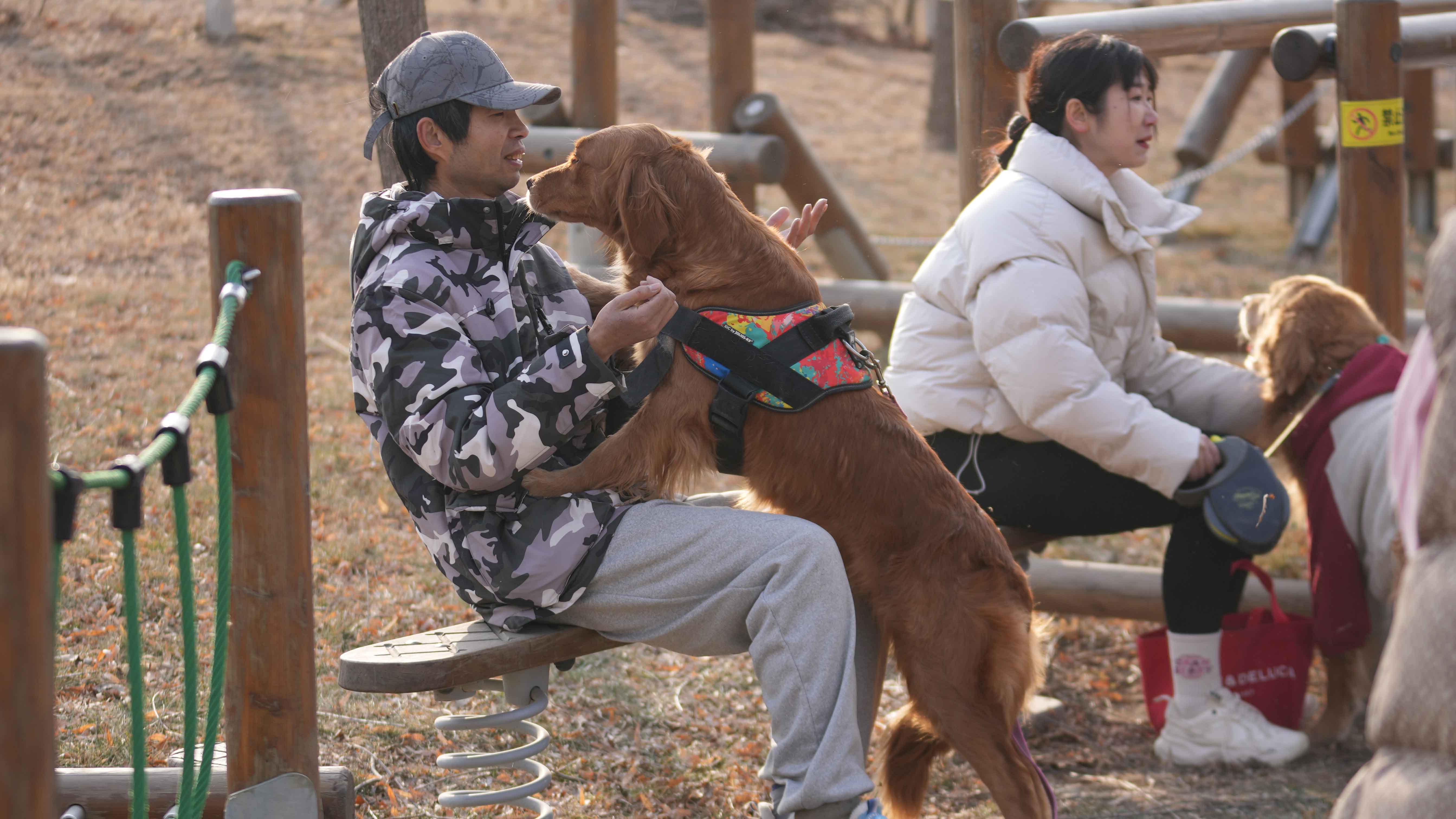 Dog lovers attend competition for golden retrievers in Beijing