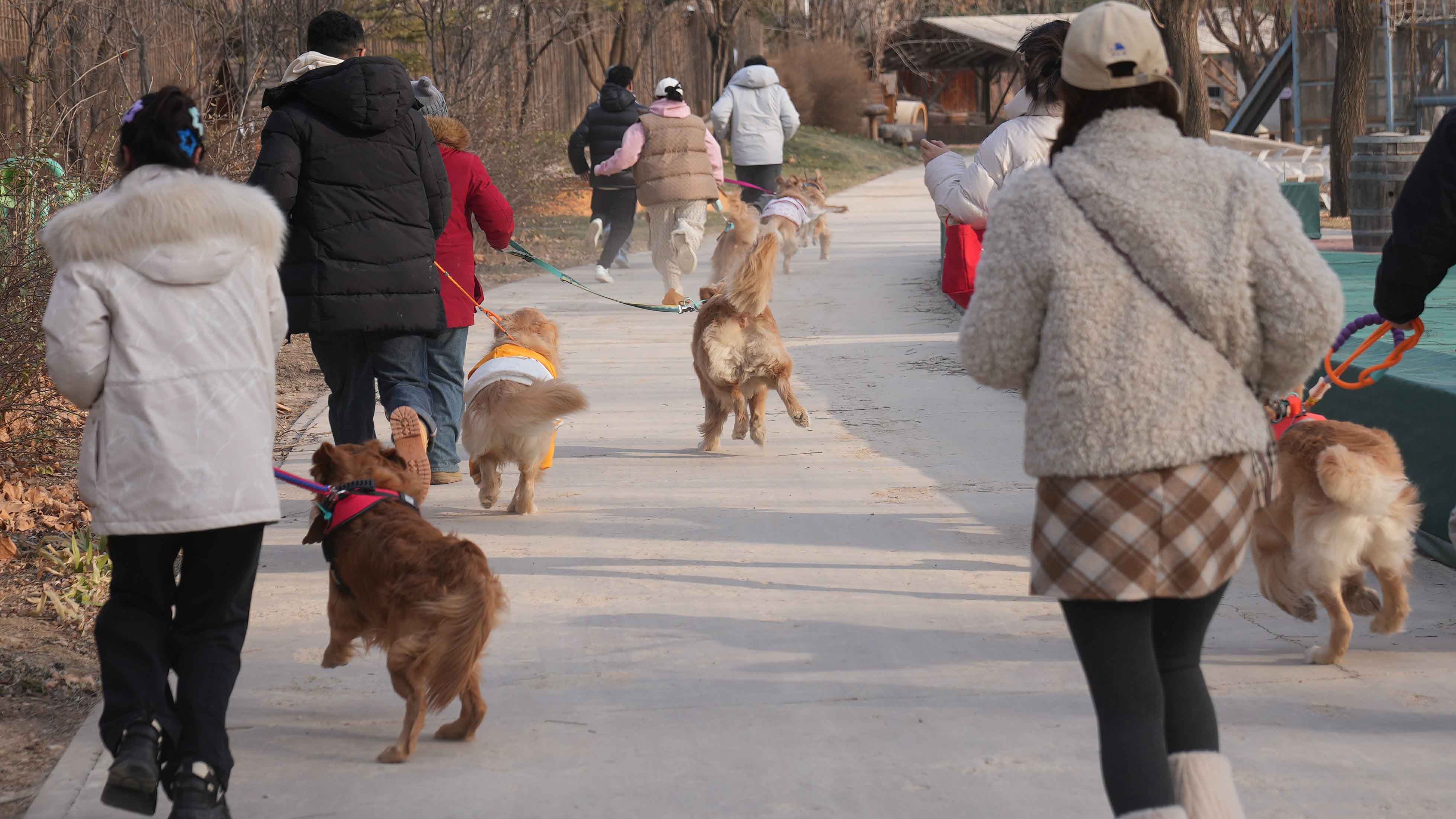 Dog lovers attend competition for golden retrievers in Beijing