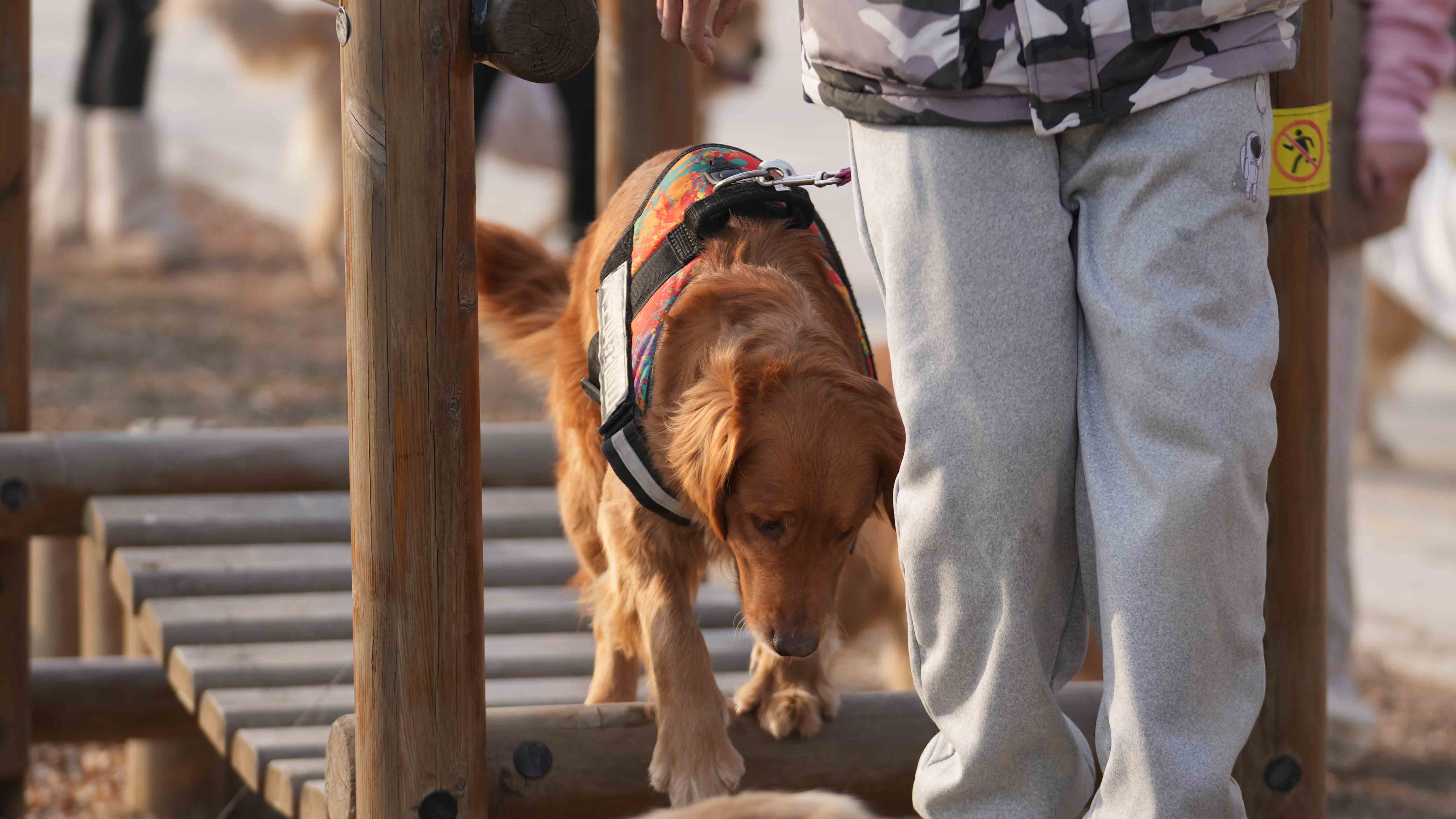 Dog lovers attend competition for golden retrievers in Beijing