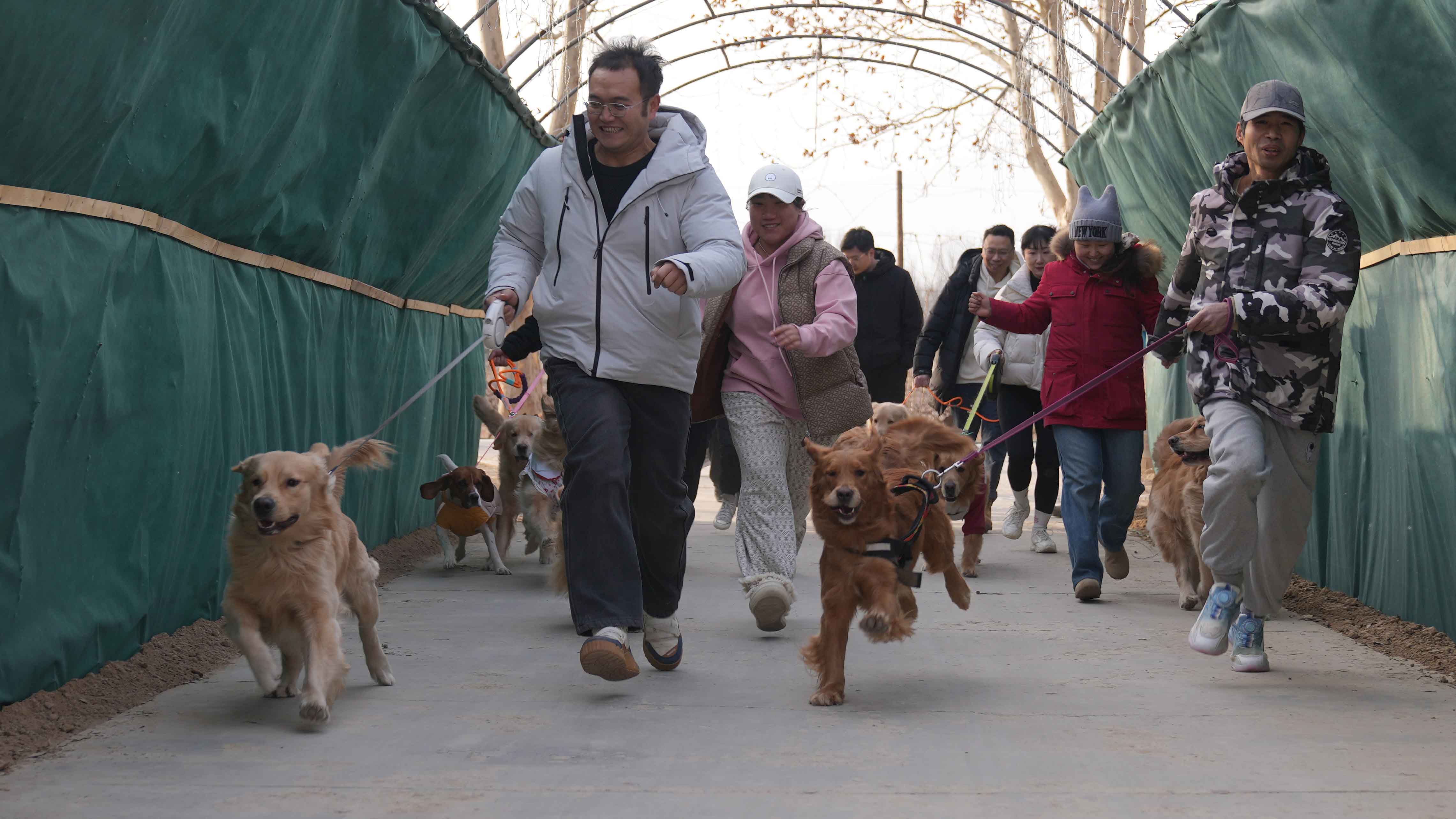 Dog lovers attend competition for golden retrievers in Beijing