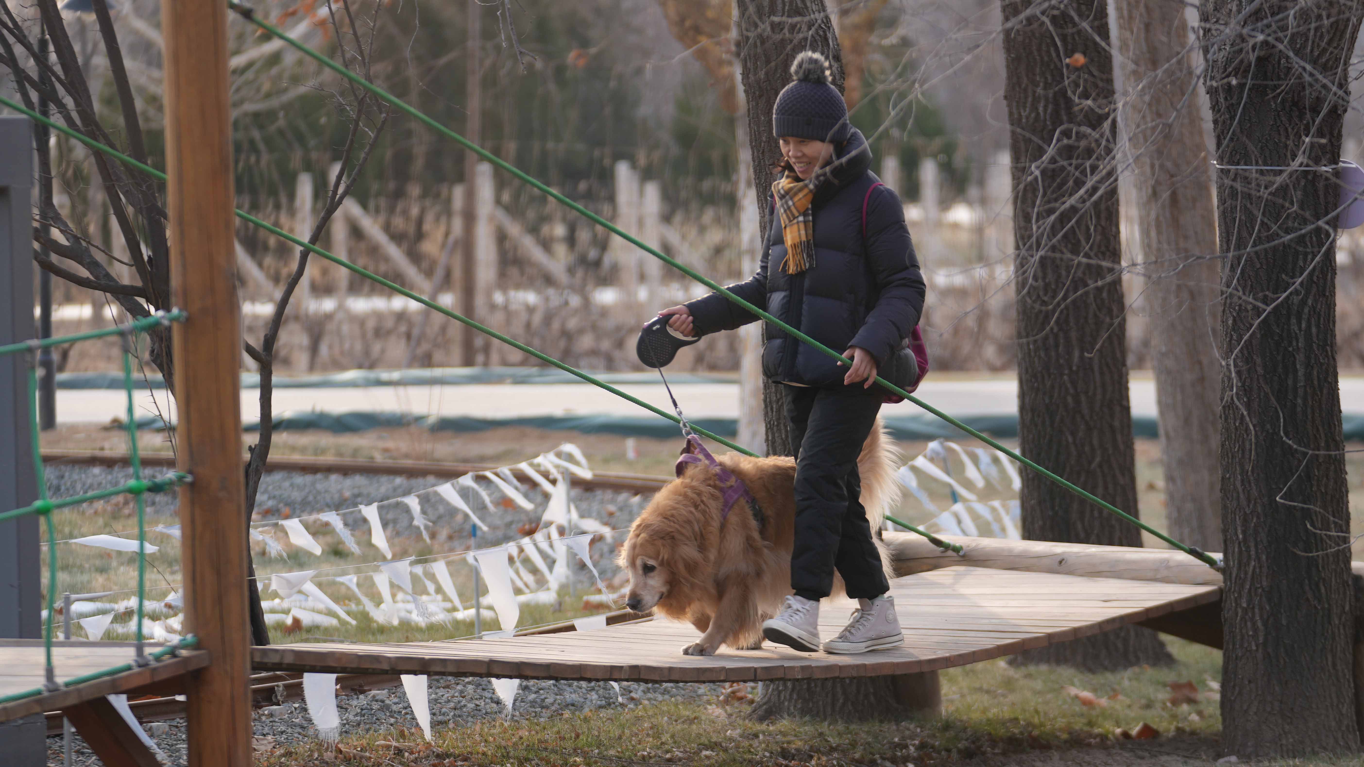 Dog lovers attend competition for golden retrievers in Beijing