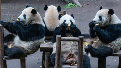 Giant panda family grabs spotlight in Chongqing