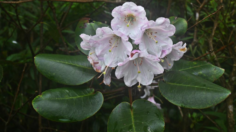 Rhododendron Species Found in Southern China