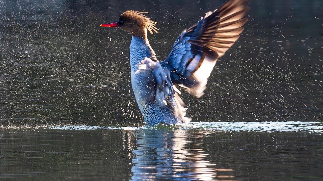 More than 200 Chinese mergansers spotted in Yangtze River's Yichang section